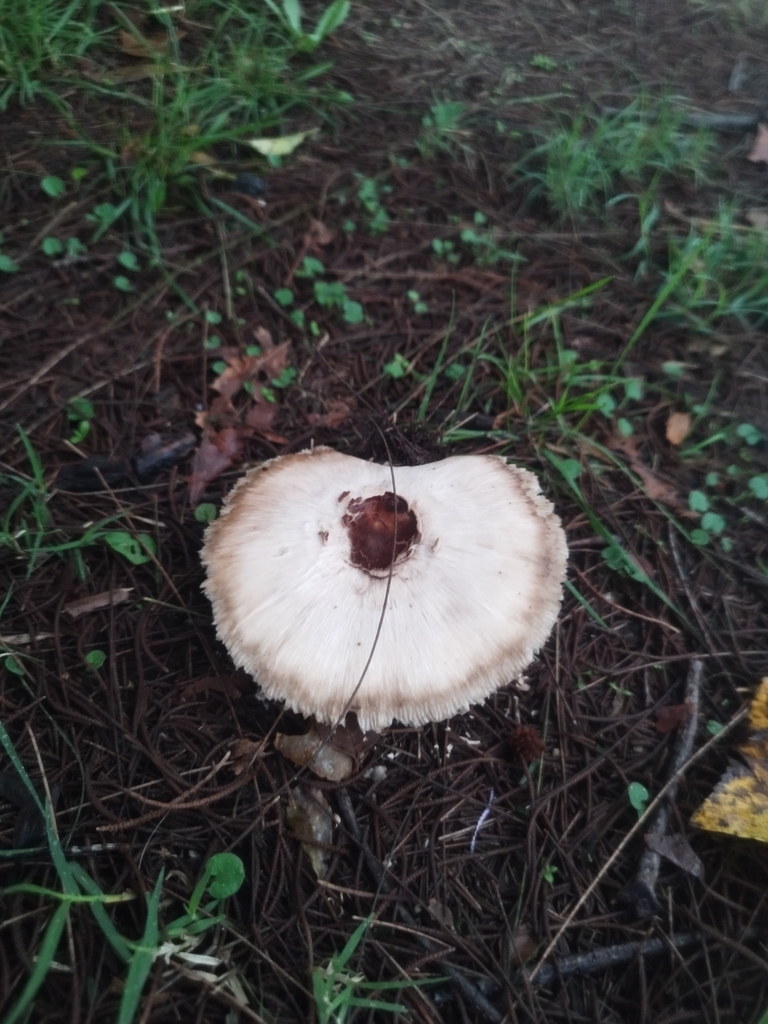 Chlorophyllum molybdites · May 2025 · photo: © seba_fornes (iNaturalist, cc-by)