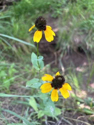 Rudbeckia amplexicaulis