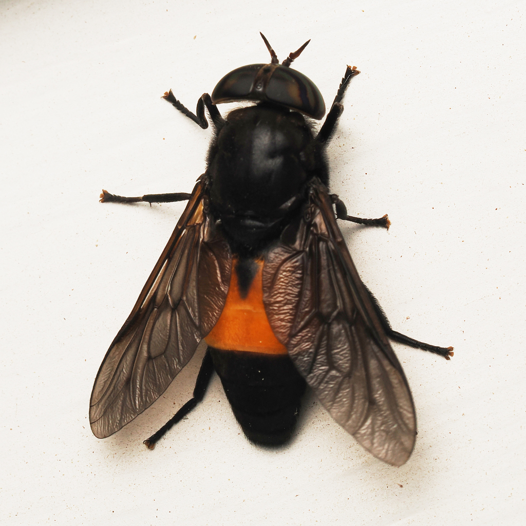 Hybomitra cincta