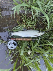 Redfin Culter photo 2