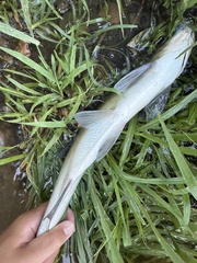Redfin Culter photo 4