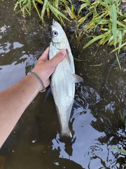 Redfin Culter photo 3