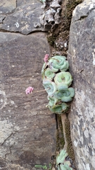 Crassula cremnophila