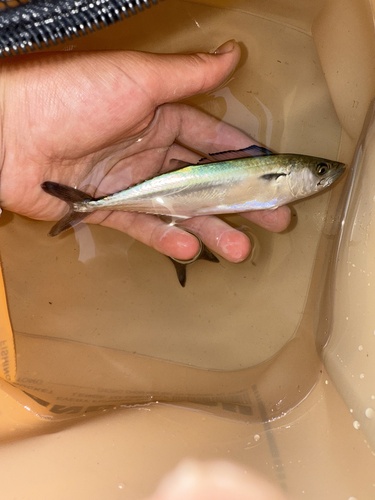 Japanese Spanish Mackerel