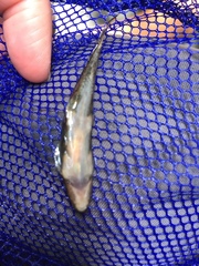 Balitoropsis ophiolepis