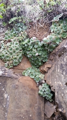 Crassula cremnophila