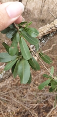 Cadaba natalensis