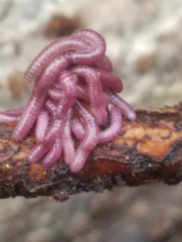 Rhinotus purpureus, photo 7 of 10