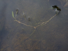 Potamogeton diversifolius