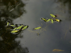 Potamogeton diversifolius