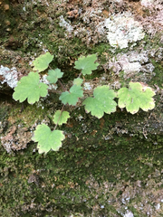 Heuchera missouriensis