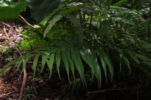 Sphaerostephanos productus observed 2025-07-08