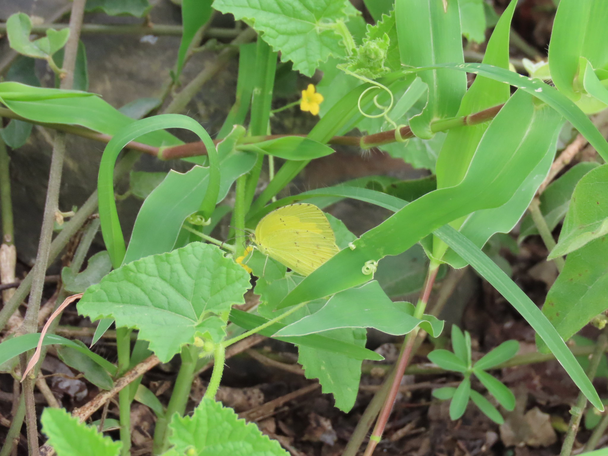 Common Grass Yellow