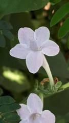 Barleria cristata