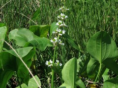 Sagittaria brevirostra