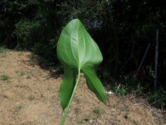Sagittaria brevirostra