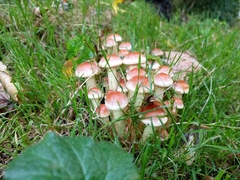 Fungi