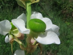 Sagittaria brevirostra