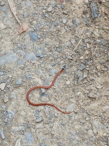 Red Black-headed Snake