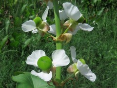 Sagittaria brevirostra