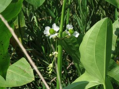 Sagittaria brevirostra