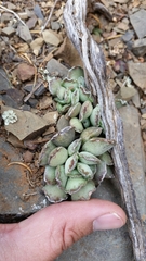 Adromischus cristatus