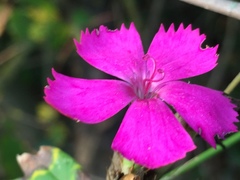 Dianthus balbisii