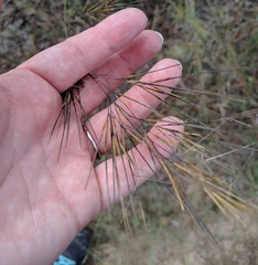 Aristida desmantha