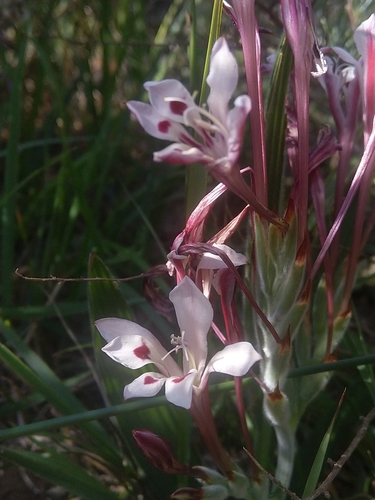 Babiana tubulosa