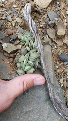 Adromischus cristatus