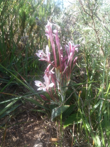 Babiana tubulosa