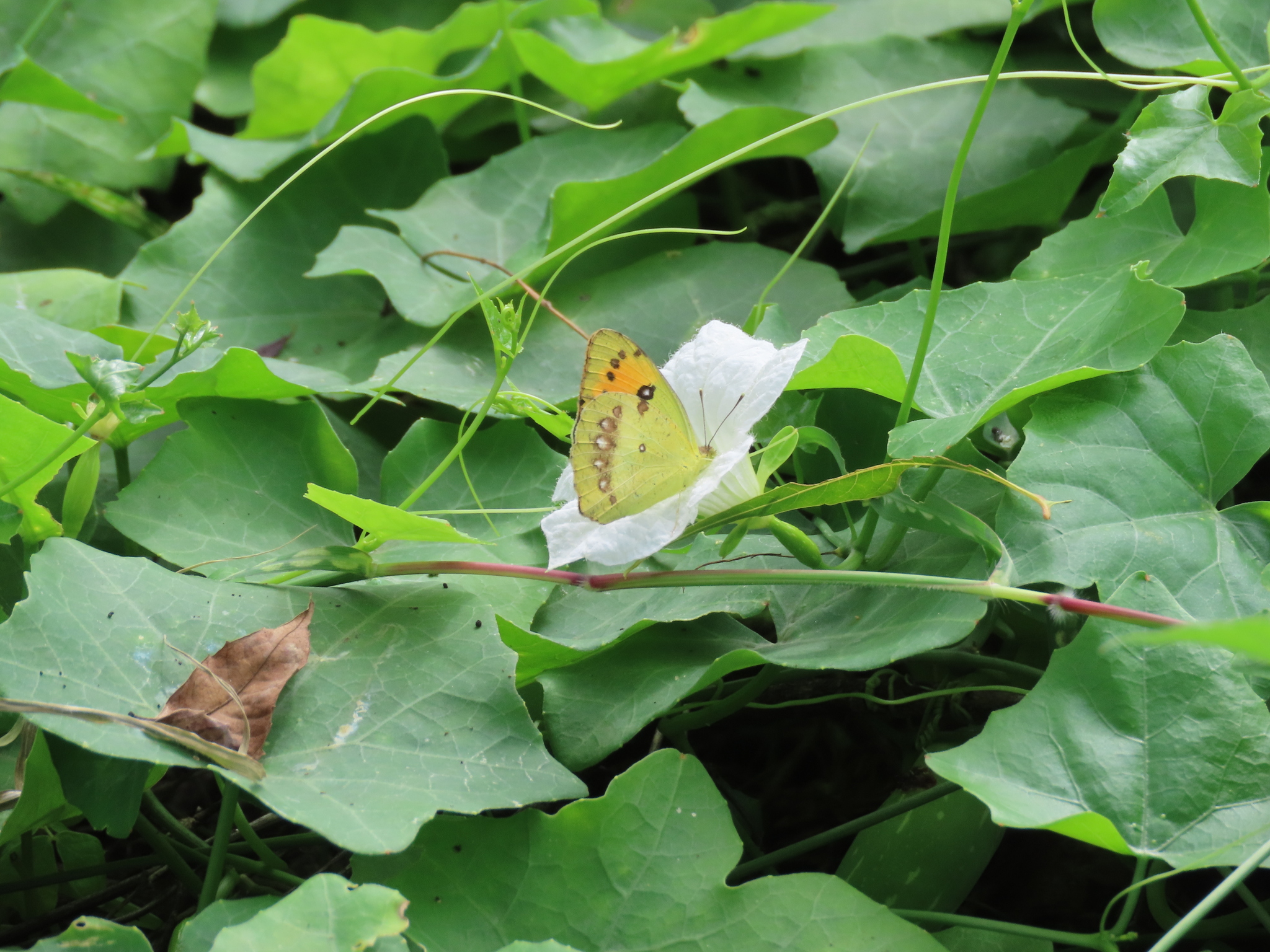 White Orange-Tip