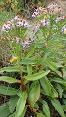 Tripolium pannonicum