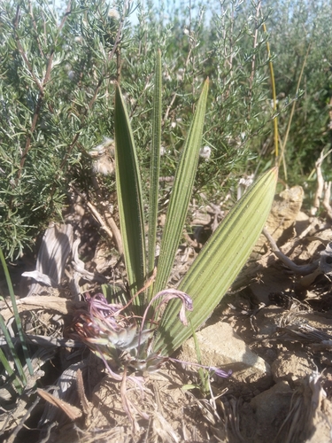 Babiana tubulosa
