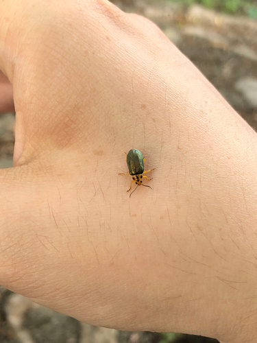 Xanthogaleruca aenescens