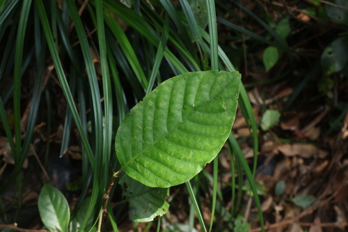 Prunus grisea observed 2025-07-08