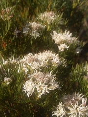 Serruria decipiens