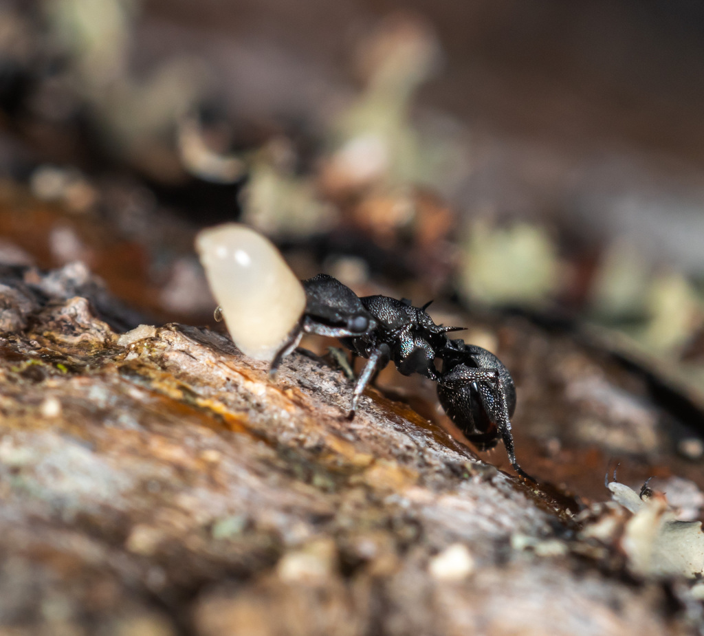 Cephalotes inca