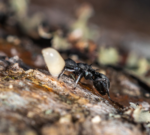 Cephalotes inca