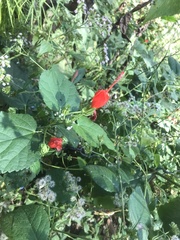 Malvaviscus arboreus drummondii