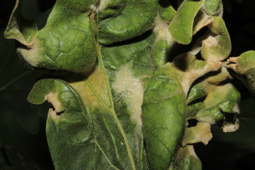 Sycamore Powdery Mildew