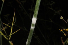 Erysiphe heraclei