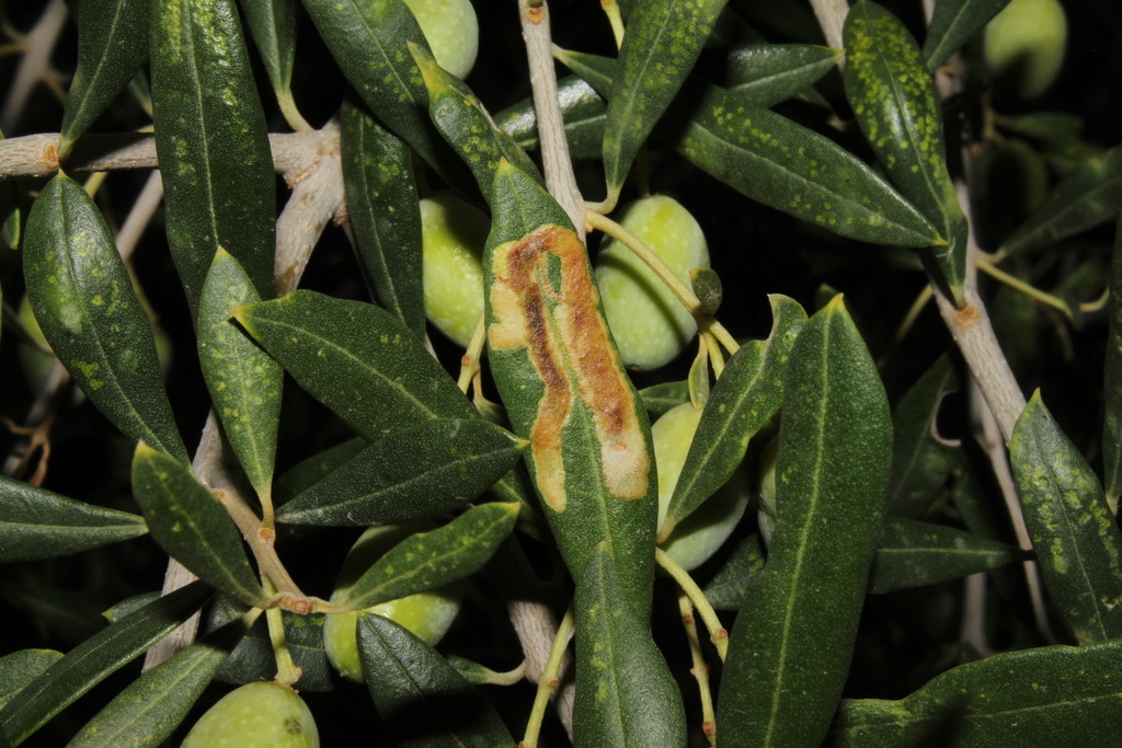 Oecophyllembiinae