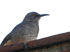 Toxostoma curvirostre