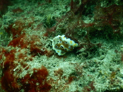 Goniobranchus tennentanus