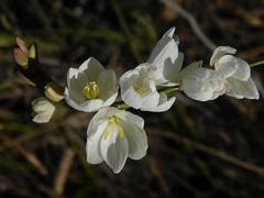 Ixia polystachya