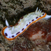 Goniobranchus lekker - Photo (c) Ewout Knoester, alguns direitos reservados (CC BY-NC), uploaded by Ewout Knoester