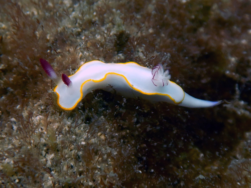 Yellow-margin Rainbow Dorid