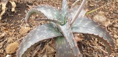 Aloe parvibracteata