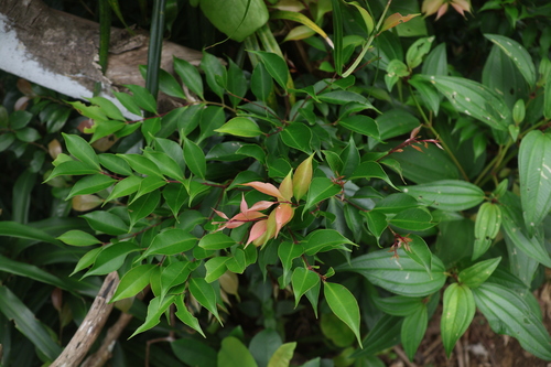 Syzygium acuminatissimum observed 2025-07-08
